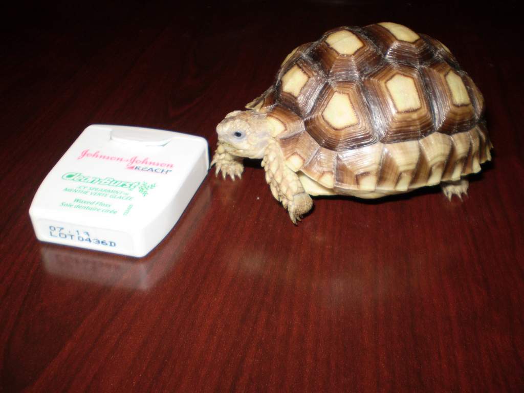 newly acquired sulcata. Vicious little thing about to attack my dental floss...lol jk Actually quite shy, but beautiful. Hamburg, PA Feb 2011