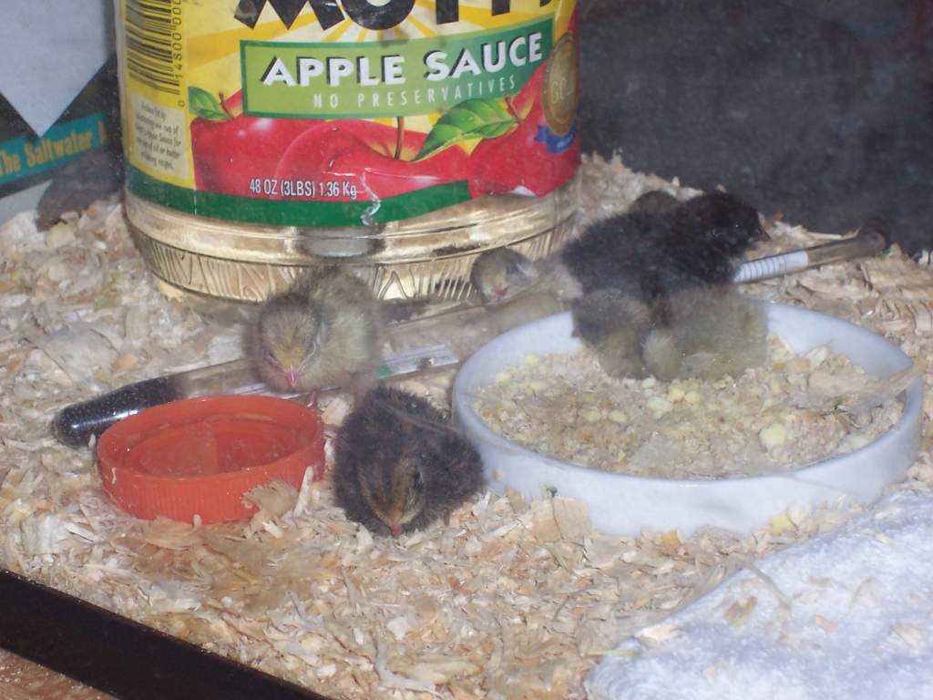 Newly Hatched button quail feeding.  The orange cap is a Gatorade cap