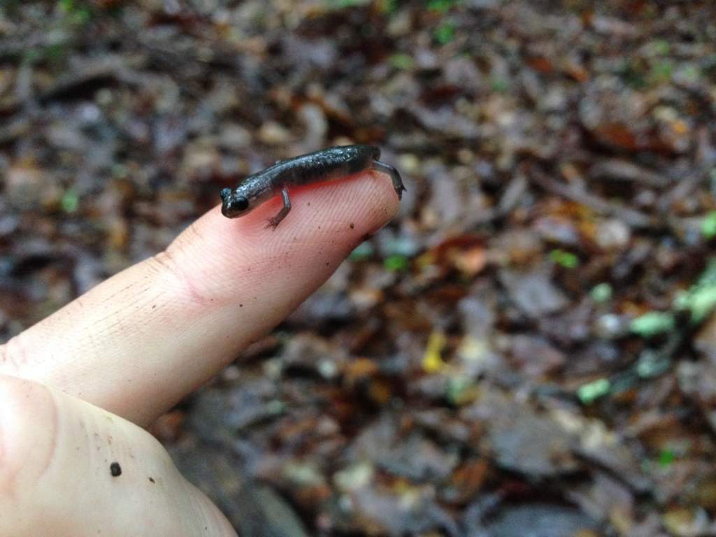 newly hatched Gray-cheeked Salamander (Plethodon montanus)