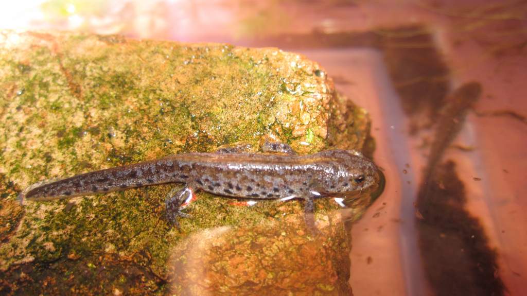 Newly morphed alpine newt.