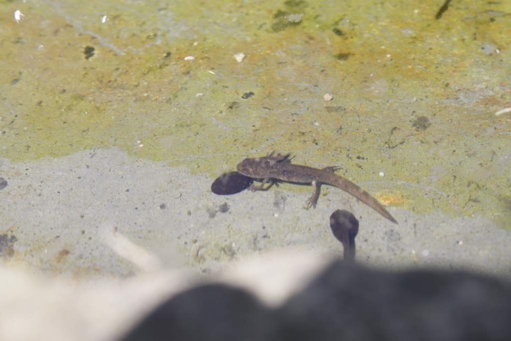 Newt larvae bringing the love, giving out free hugs to all the tadpoles!