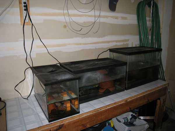 Newt tanks in the garage for winter cooling.