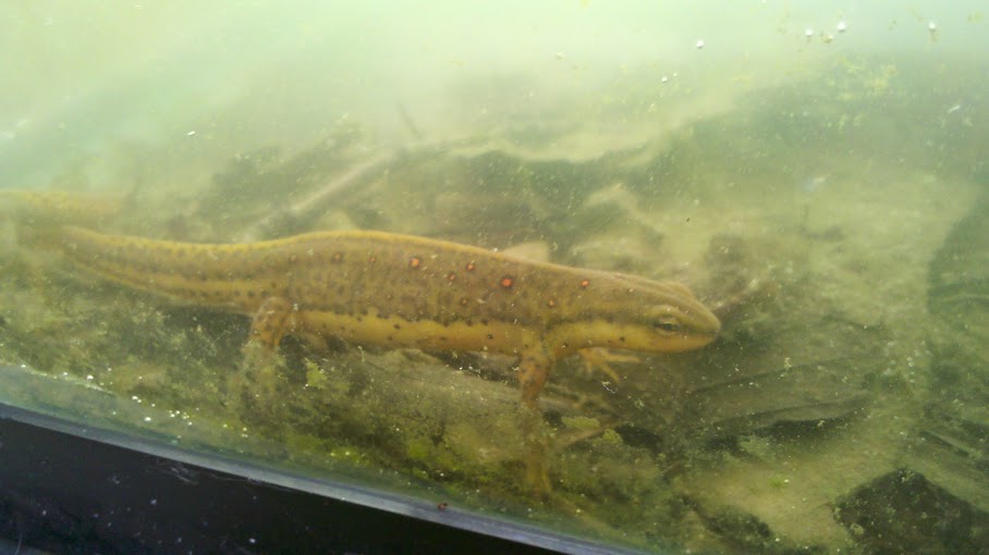 newt1