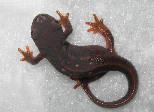 newts 003