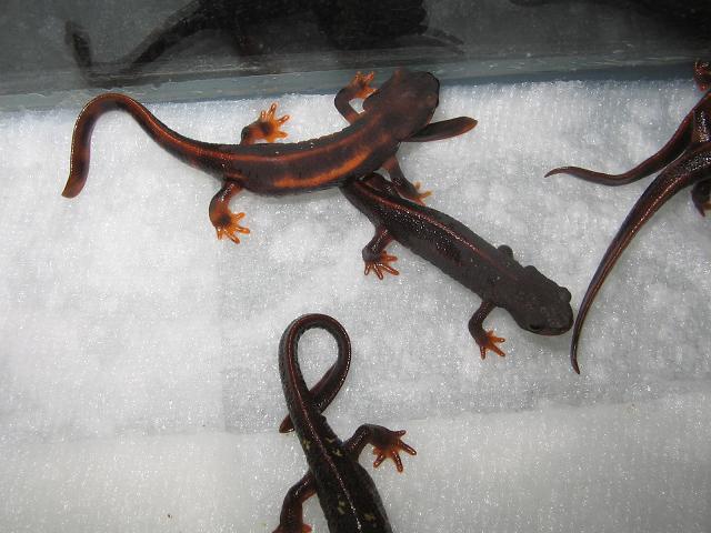 newts 004