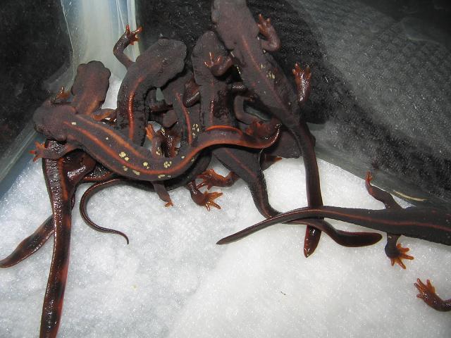 newts 005