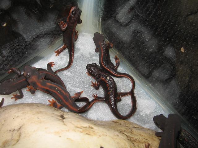 newts 006