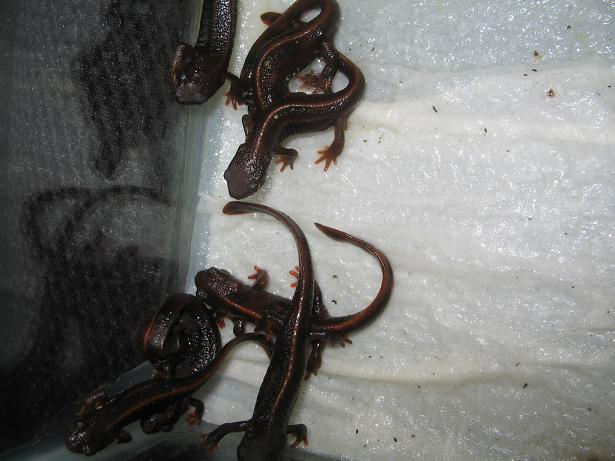 newts 013