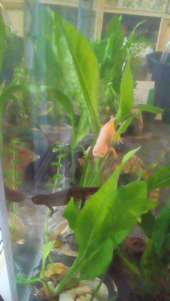 Newts Brownie and Finknottle hanging out in some plants.