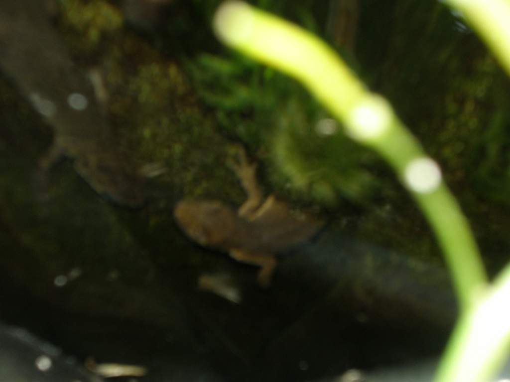 newts