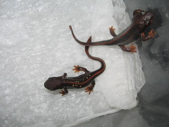 newts014 003