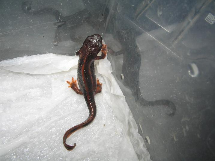 newts014 004