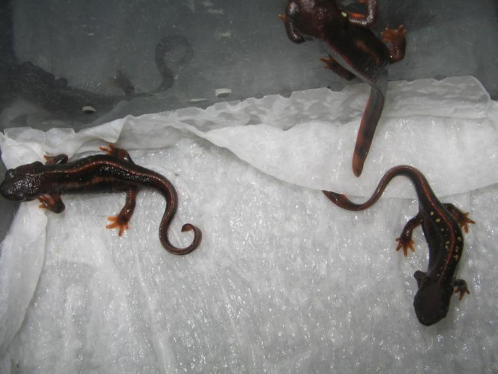 newts014 005