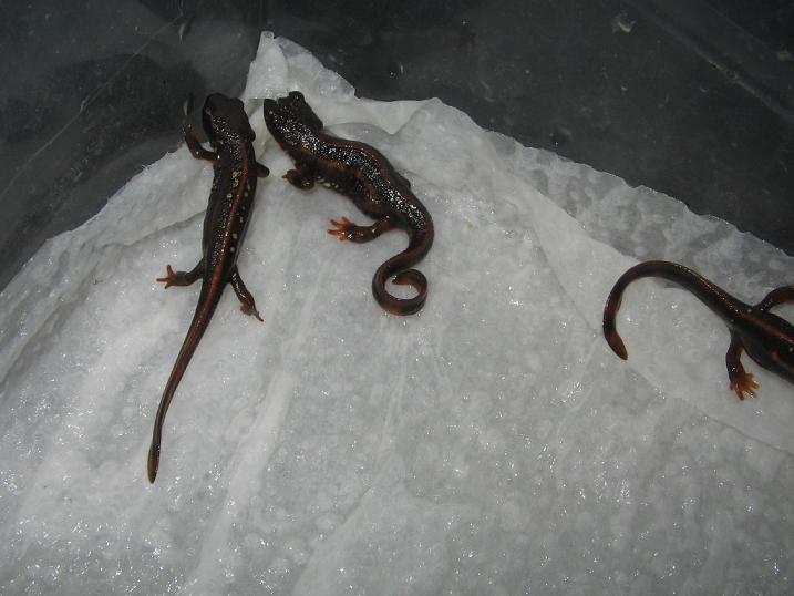 newts014 007