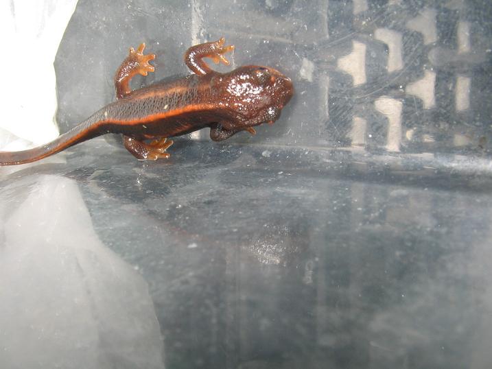 newts014 009