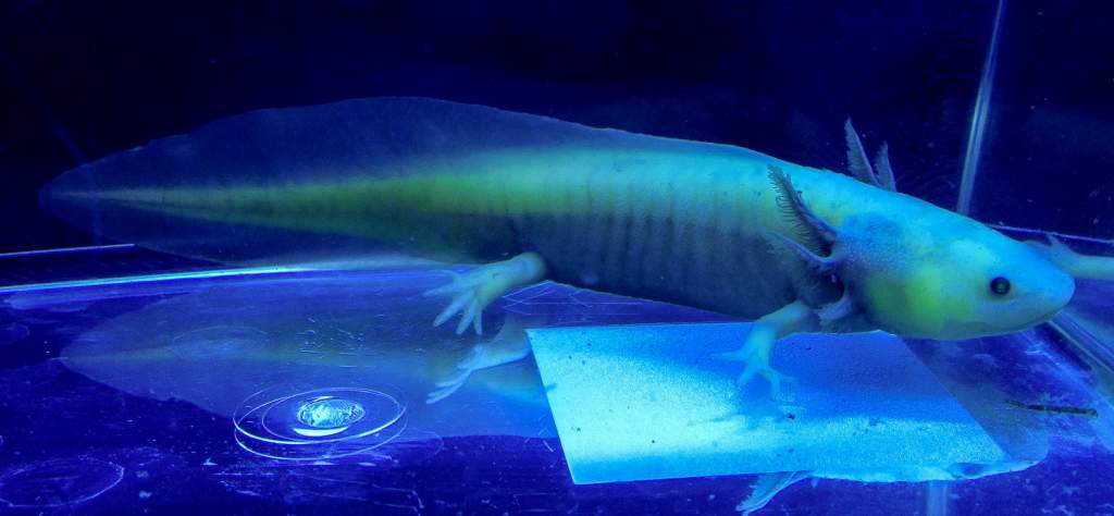 NGFP-AF03 Female NFP/GFP
Lavender or Purple Axolotl

Black Light