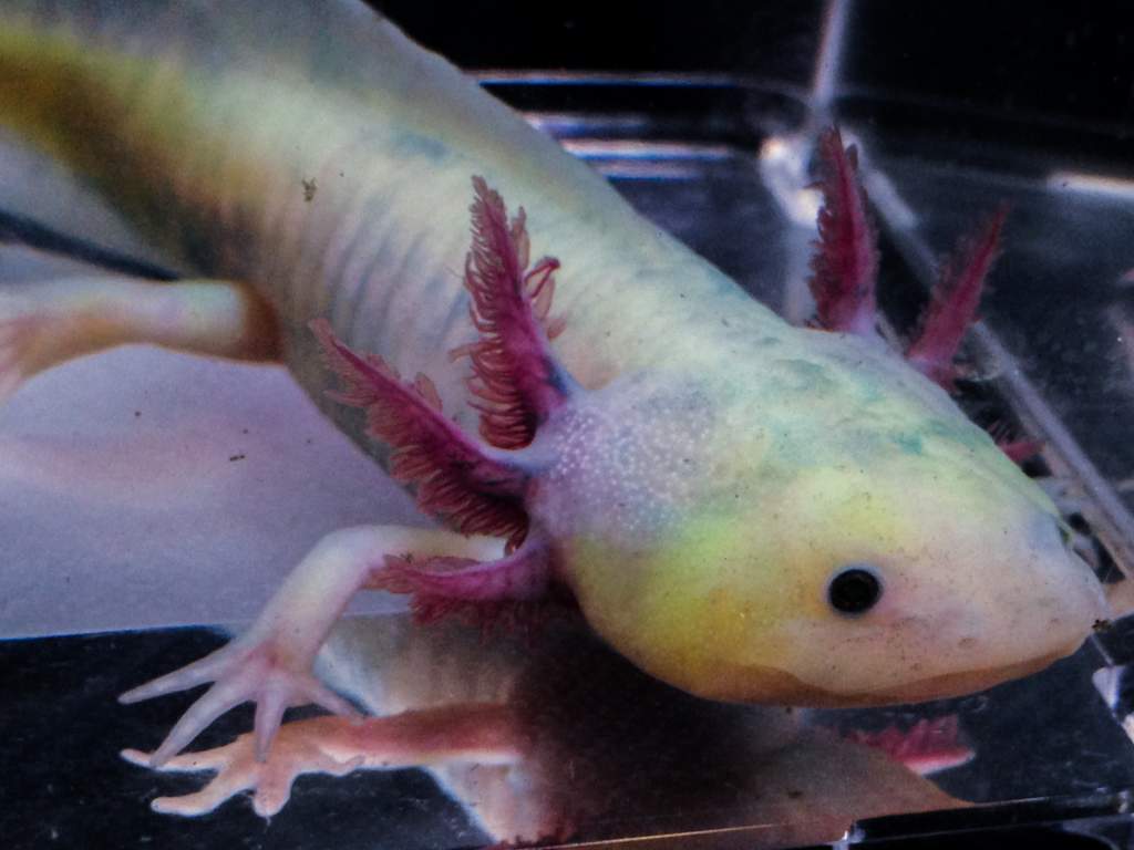 NGFP-AF03 Female NFP/GFP
Lavender or Purple Axolotl

Daylight