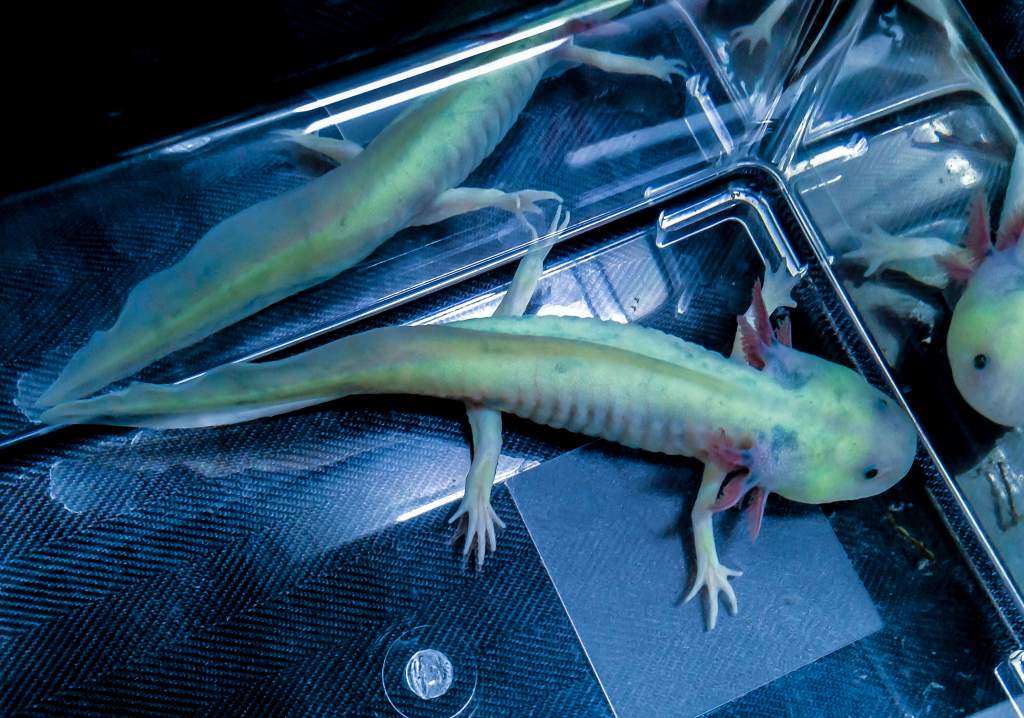 NGFP-AF03 Female NFP/GFP
Lavender or Purple Axolotl

Daylight