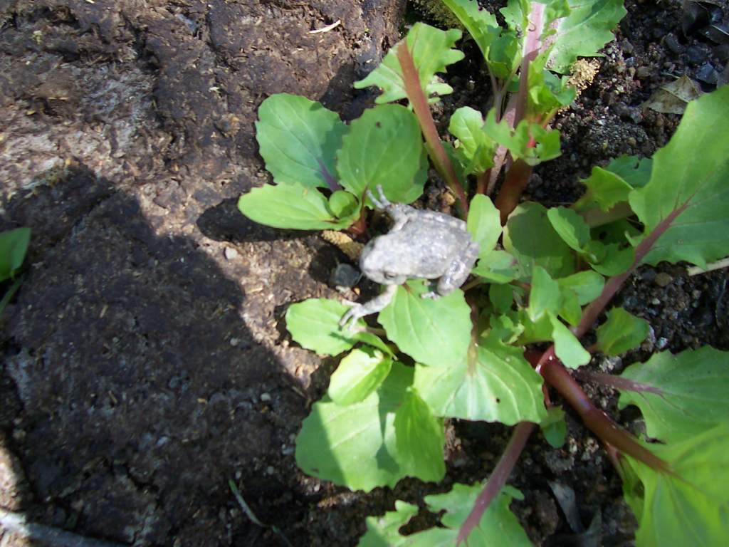 nifty milky white toad!