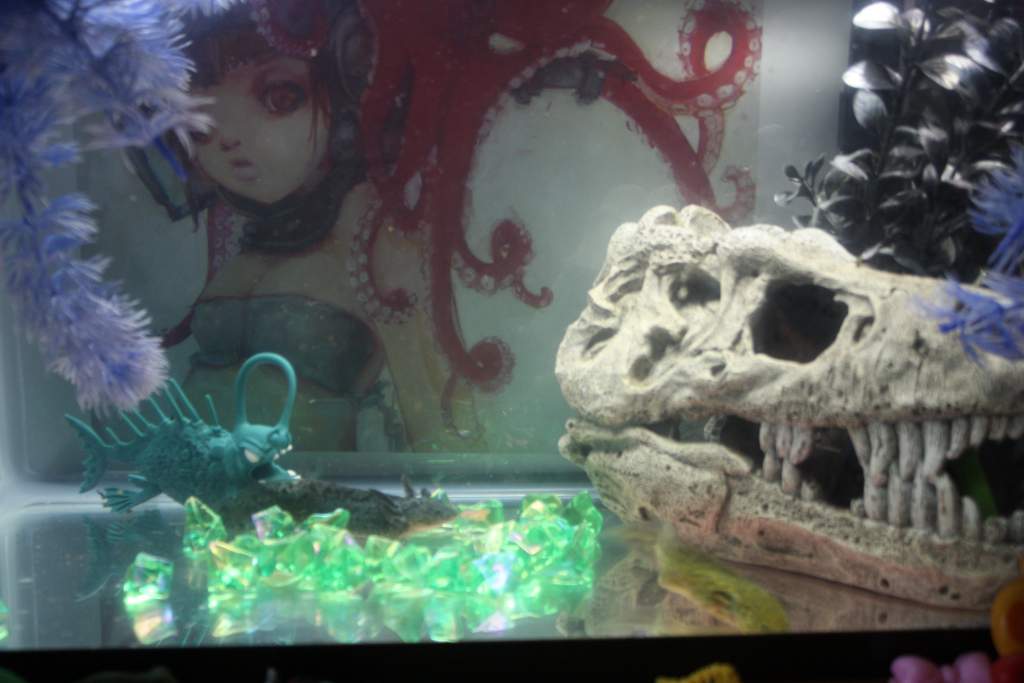 Night Fury and Nixie kickin' it in their tank.