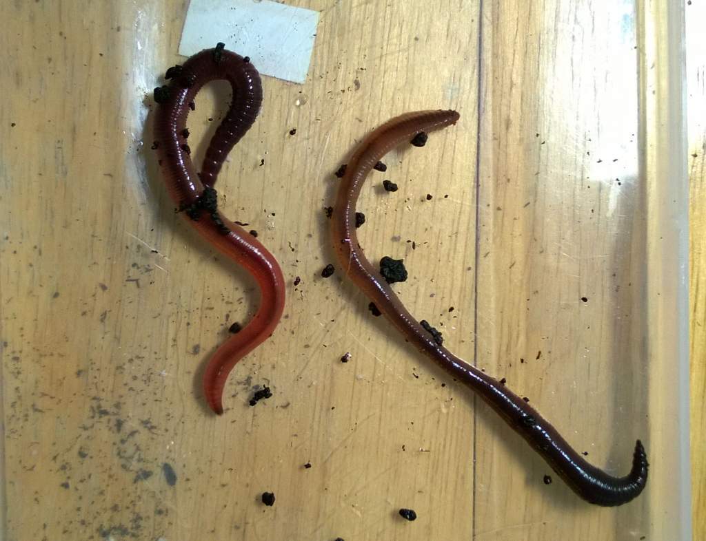 nightcrawlers
(turns out they're Lumbricus terrestris - great for feeding, bad for farming at home)