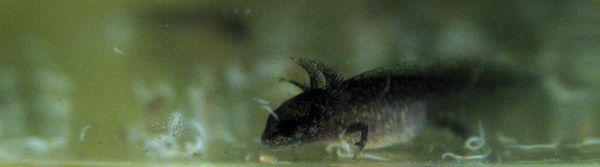 Nominal Cynops ensicauda larva