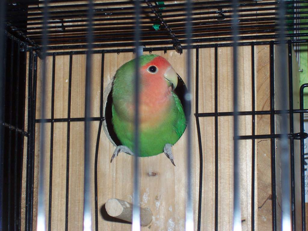 Normal green peachface lovebird