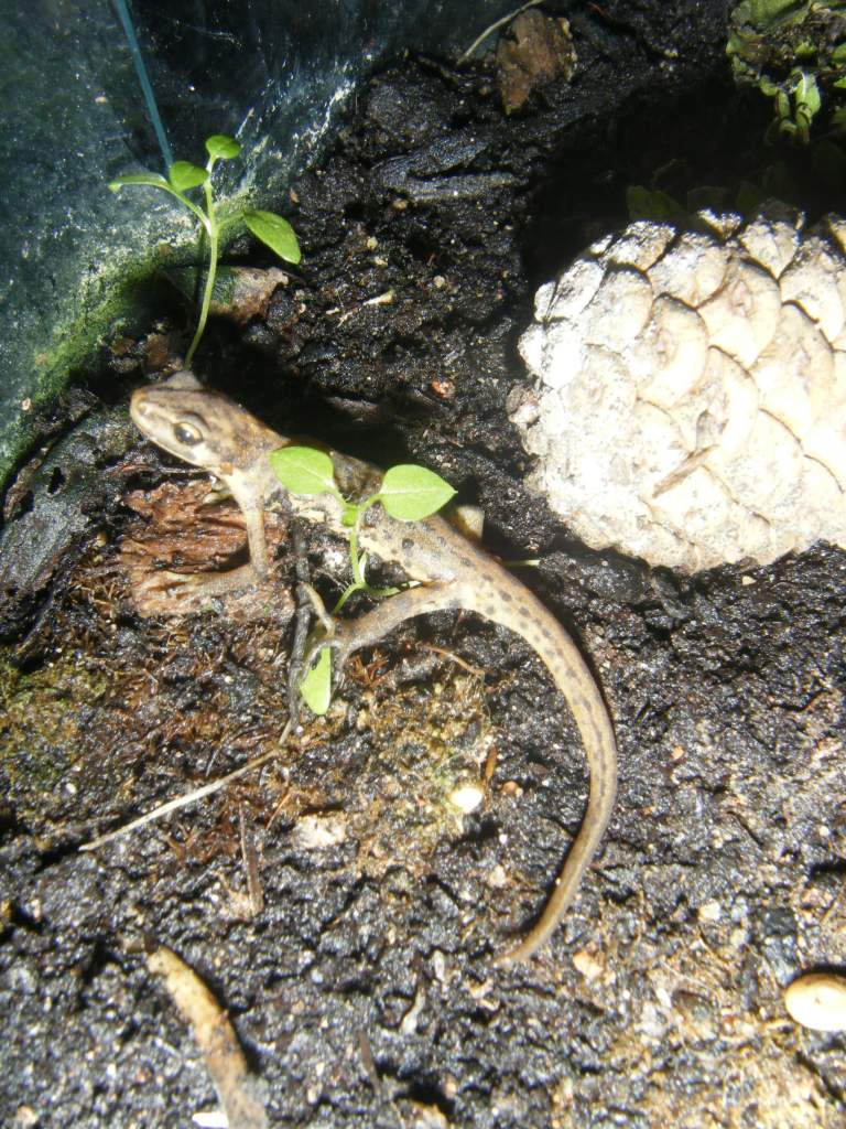 Norman, Hes a smooth newt, found him as a tiny morph, hes 3 now.