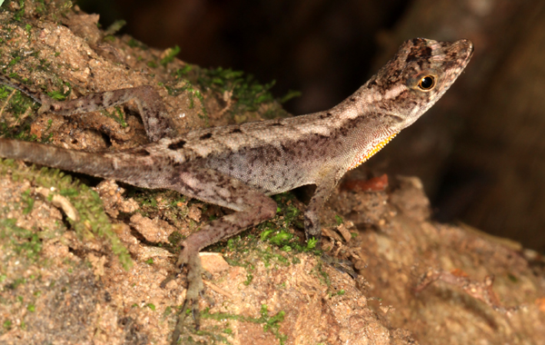 Norops humilis - Ground Anole