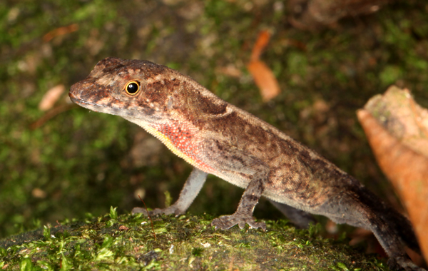 Norops humilis - Ground Anole