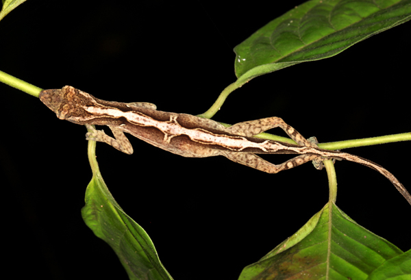 Norops lemurinus - Lemur Anole (best guess)