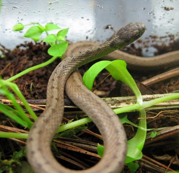 Northern Brown Snake