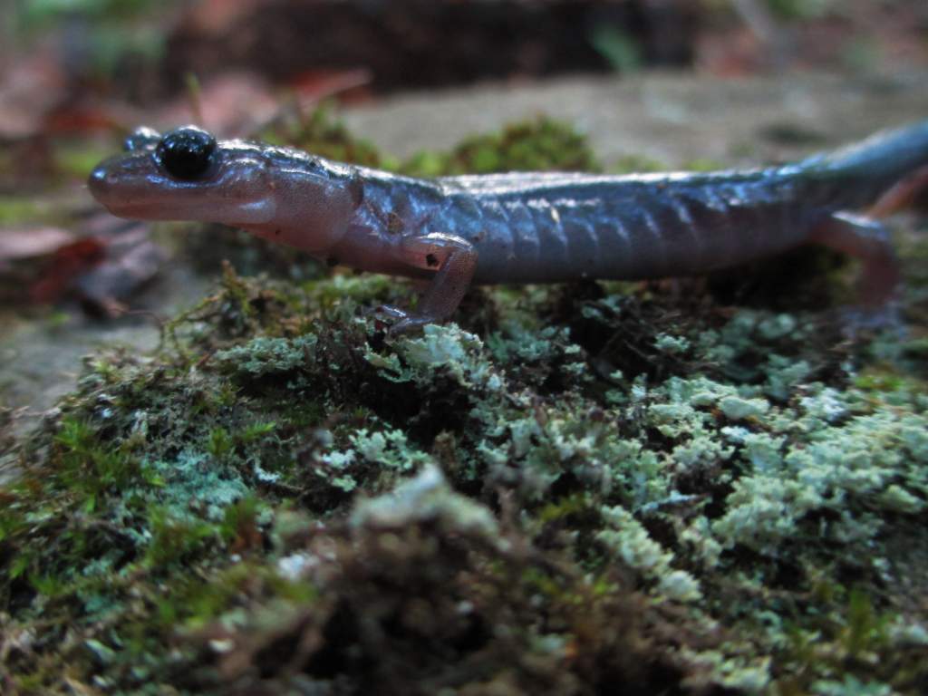 northern gray-cheeked salamander (Plethodon montanus)