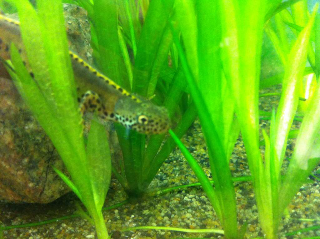 Northern Italian Alpine Newt (I a.apuanus/apuana)