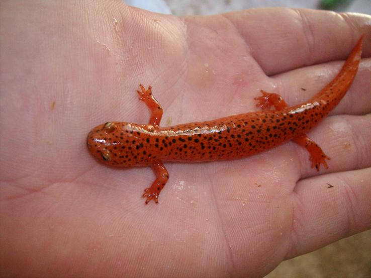 Northern Red Salamander (Psuedotriton r. ruber)