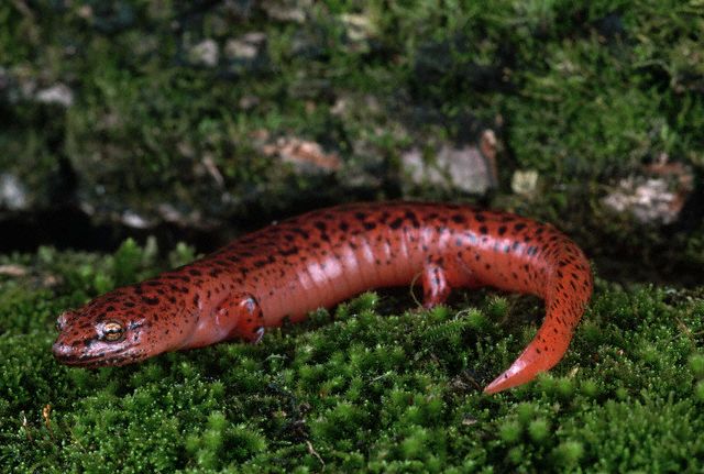 Northern Red Salamander