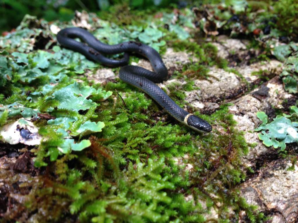 Northern Ring-necked Snake (Diadophis punctatus)