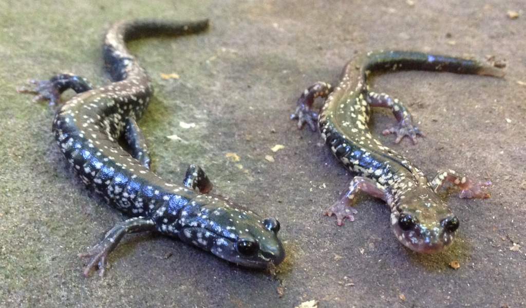 Northern Slimy Salamander (Plethodon glutinosus) and Cow-knob Salamander (Plethodon punctatus)