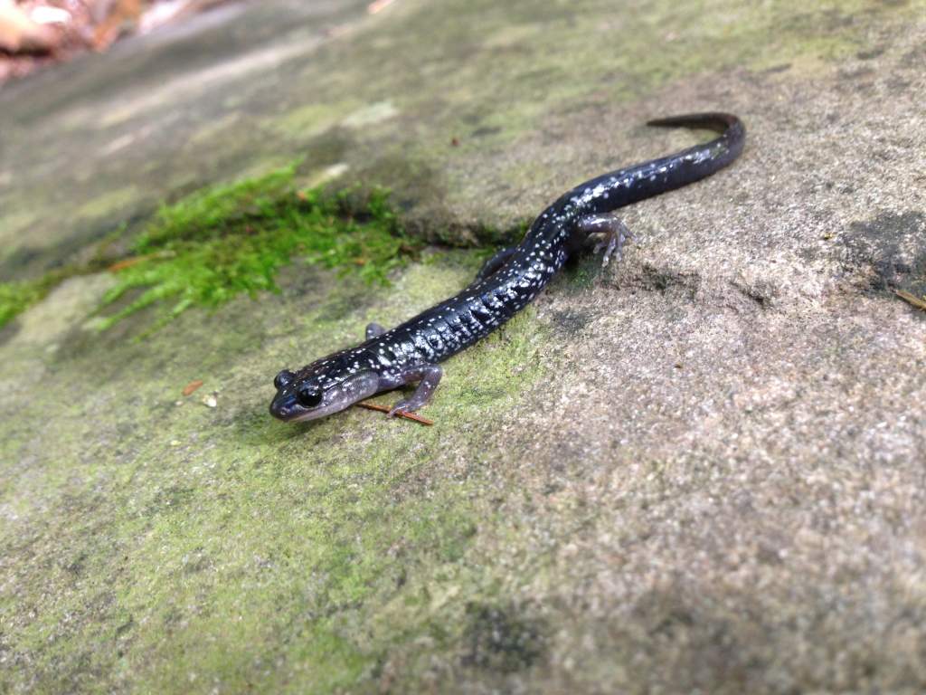 Northern Slimy Salamander (Plethodon glutinosus)