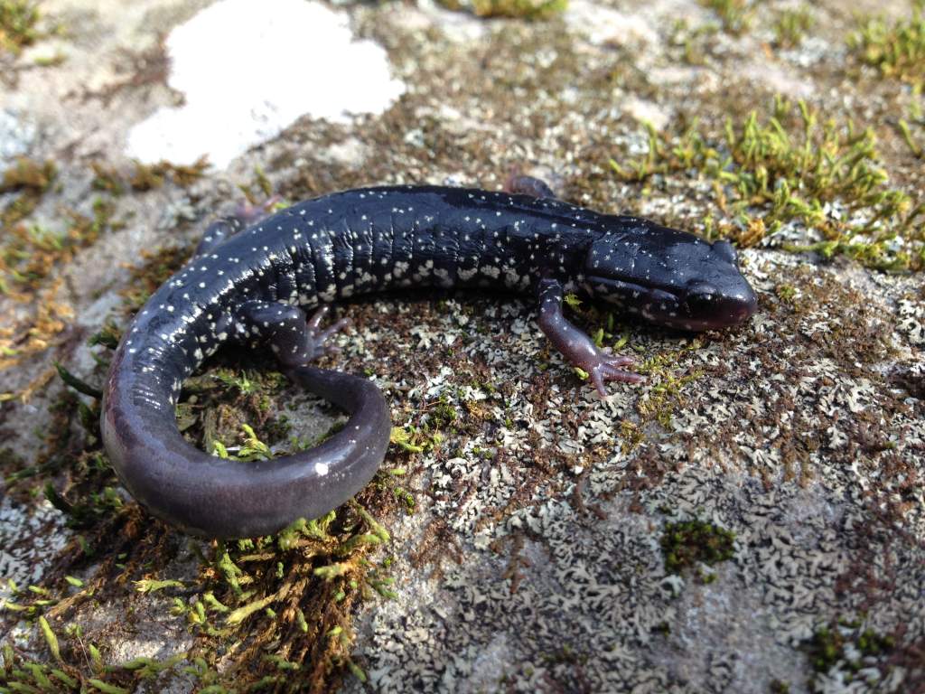 Northern Slimy Salamander (Plethodon glutinosus)