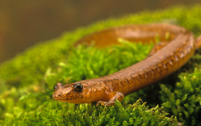 Northern Spring Salamander (Gyrinophilus porphyriticus p.)