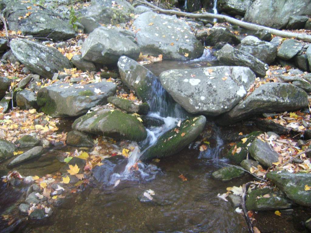 Northern spring salamander habitat.