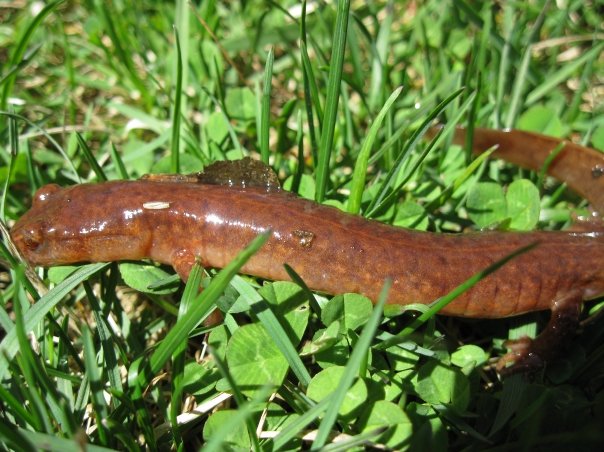 Northern Spring Salamander