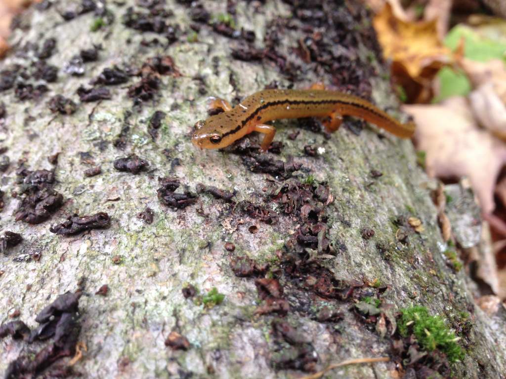 Northern Two-lined Salamander (Eurycea bislineata)