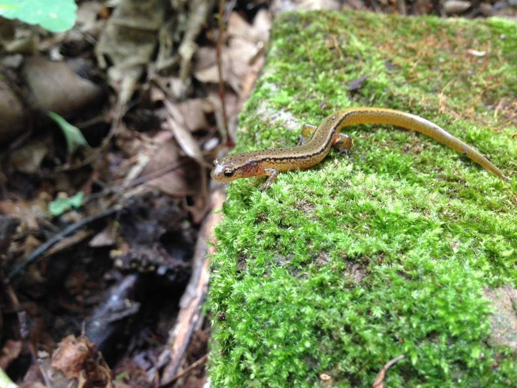 Northern Two-lined Salamander (Eurycea bislineata)