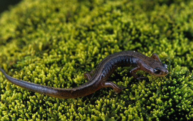 Northern Two Lined Salamander