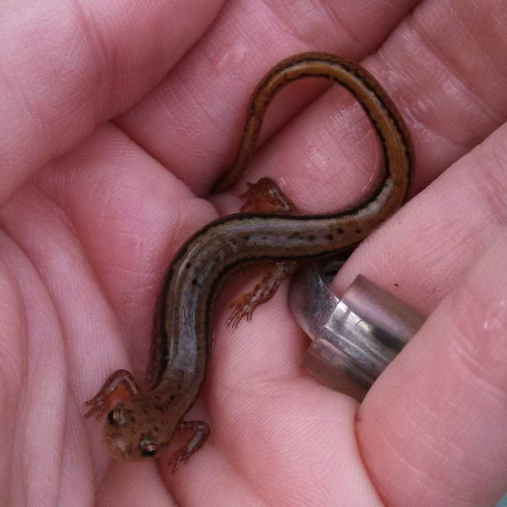 Northern Two Lined Salamander