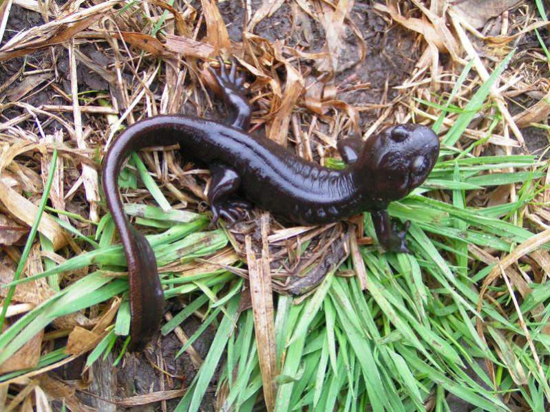 Northwestern Salamander (Ambystoma gracile)