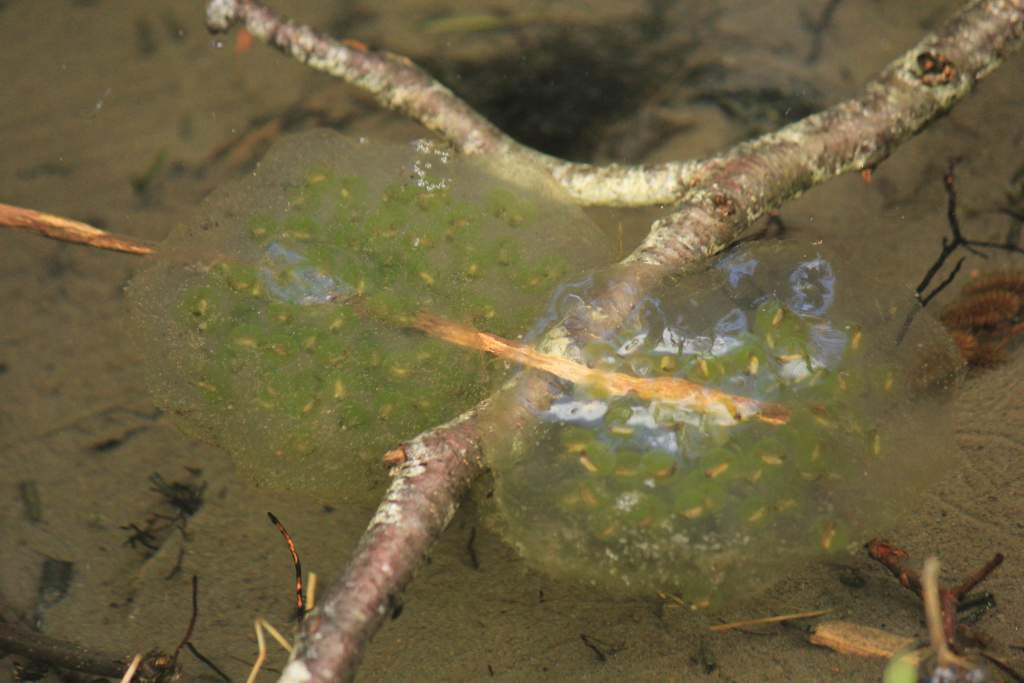 Northwestern Salamander Egg Mass, Hoh Rainforest