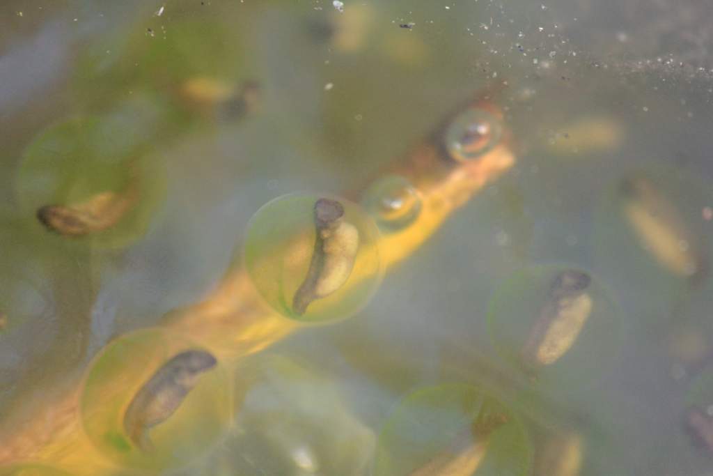 Northwestern Salamander Egg Mass, Hoh Rainforest